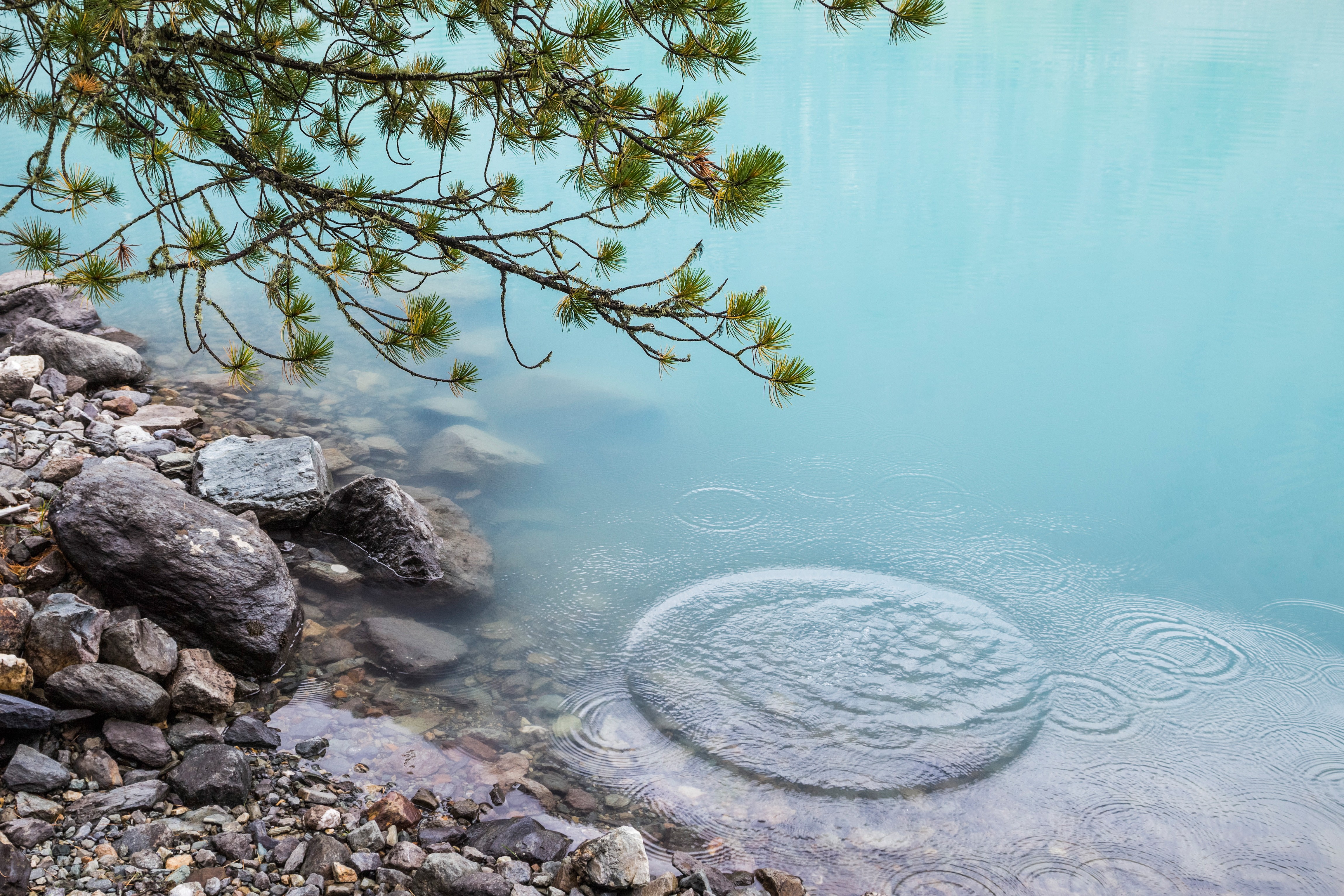 crystal clear water with rocky shore, tree branches and water drops